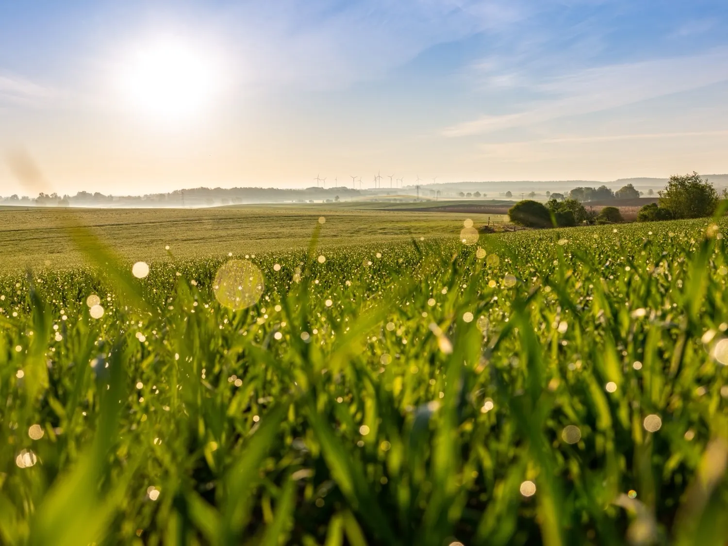 Getreidefeld im Morgenlicht, Tau auf den Halmen, am Horizont Windräder