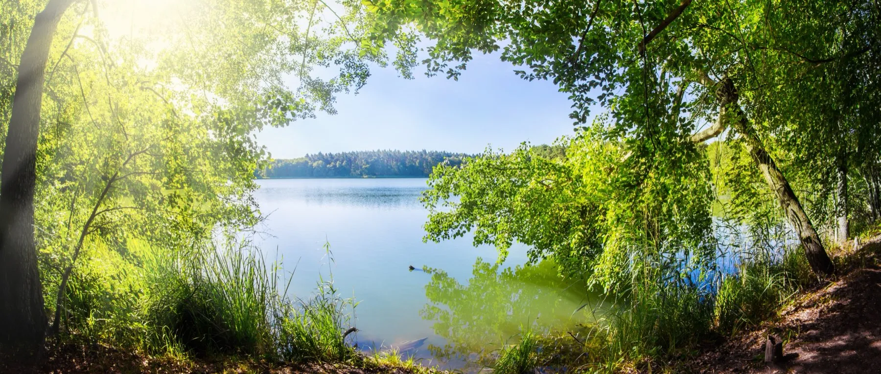 Waldsee mit Schilfufer im Morgenlicht