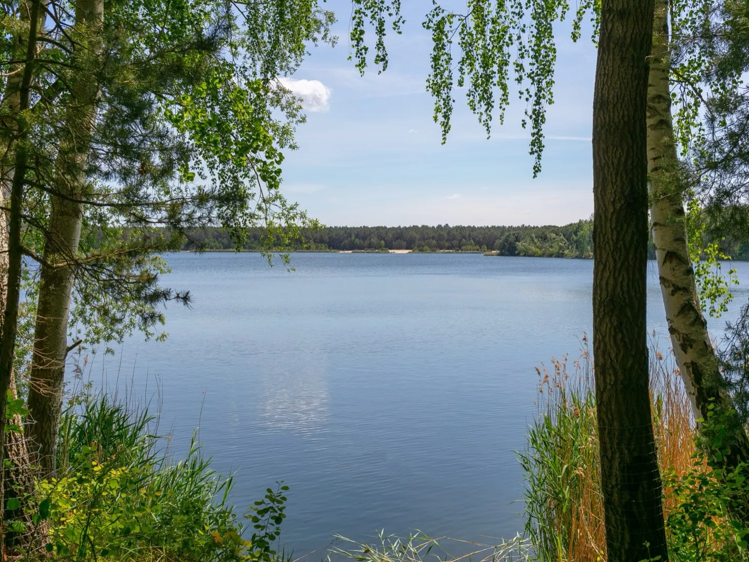 Stiller See, im Vordergrund Birken und Schilf am Ufer